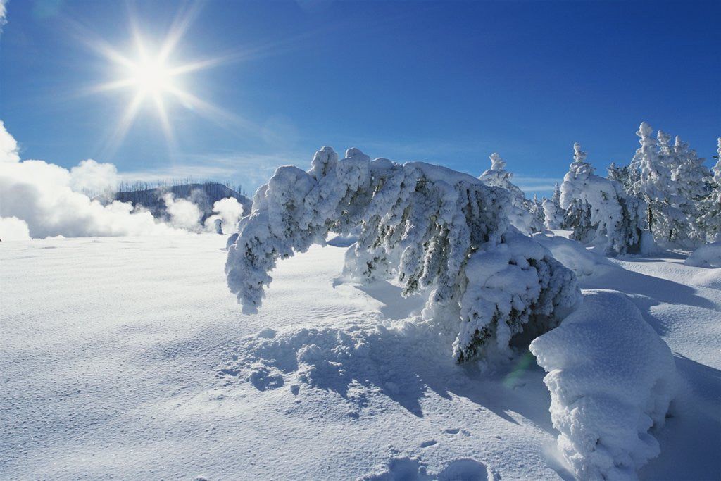 Detail of Snow on Trees at Lower Geyser Basin by Anonymous