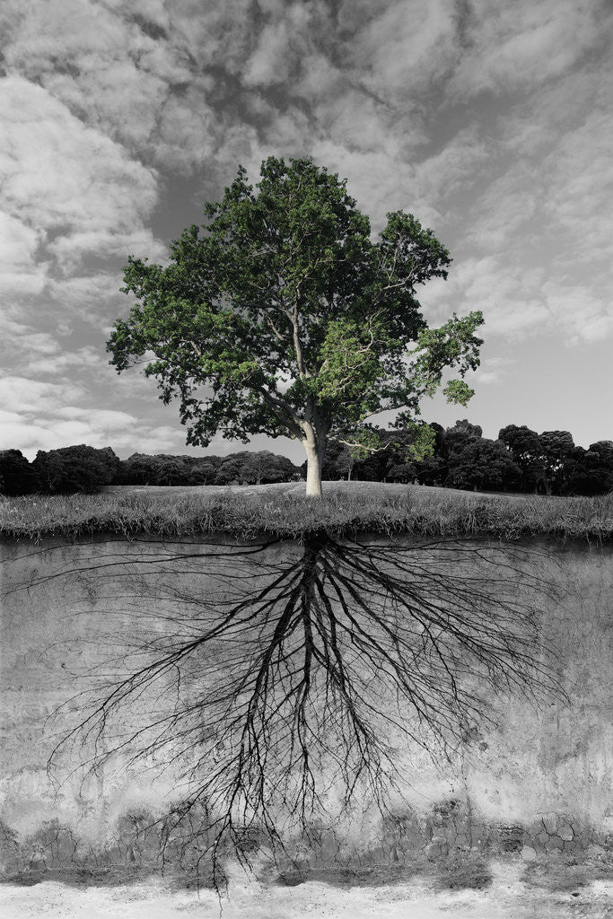 Detail of Tree, and Root System by Anonymous