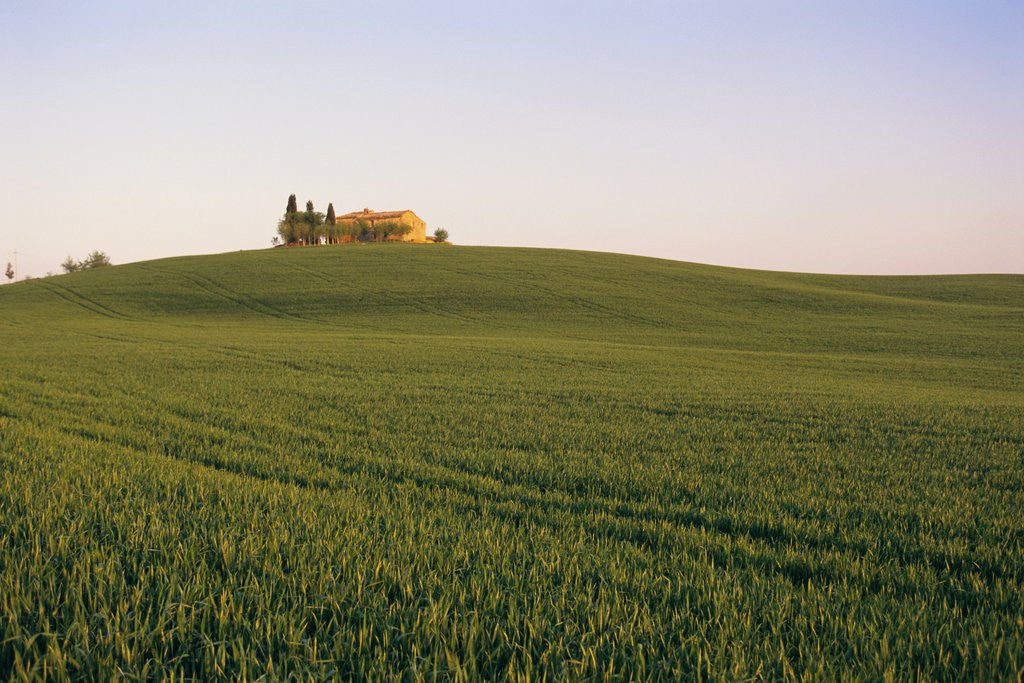 Detail of House on Grassy Hill by Anonymous