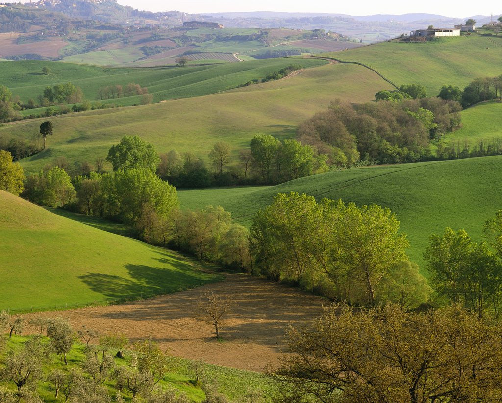 Detail of Countryside in Val d'Orcia by Corbis