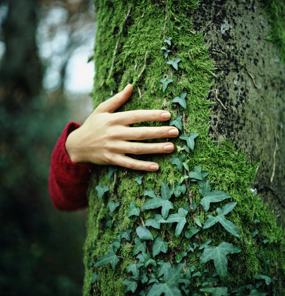 Detail of Tree Hugger by Anonymous