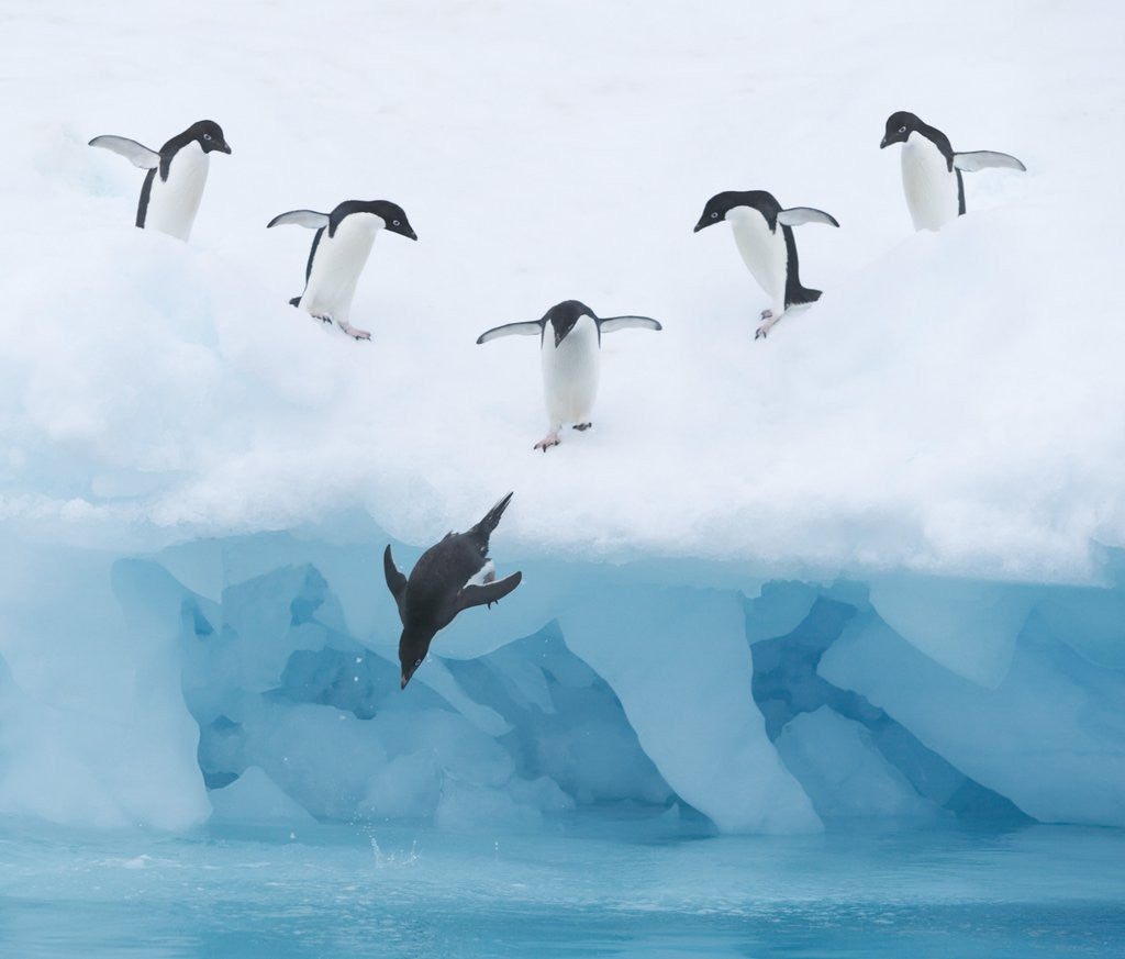 Detail of Penguins Jumping into Water by Anonymous