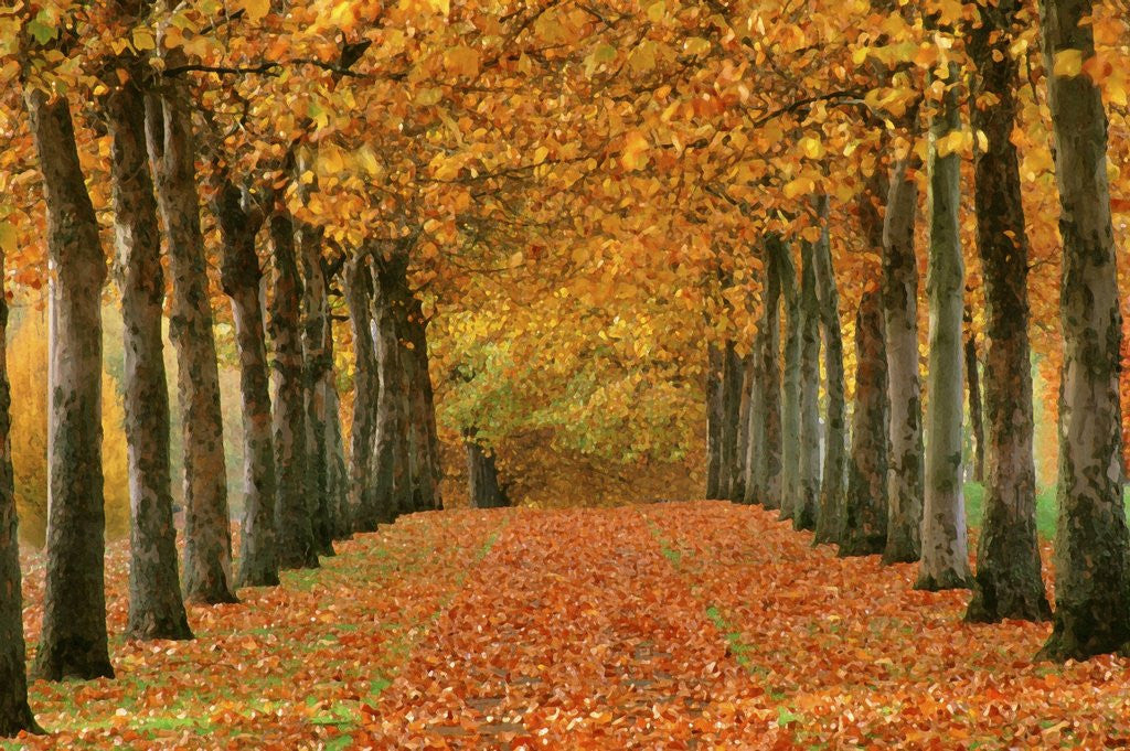 Detail of Sycamore Trees in Autumn by Anonymous