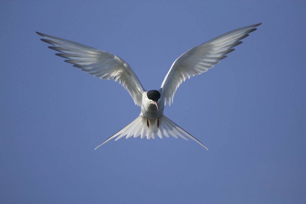 Detail of Arctic Tern in Flight by Anonymous