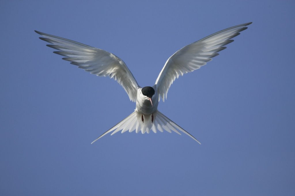 Detail of Arctic Tern in Flight by Corbis