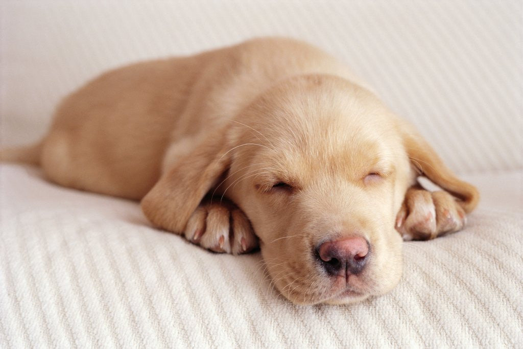 Detail of Sleeping Labrador Puppy by Anonymous