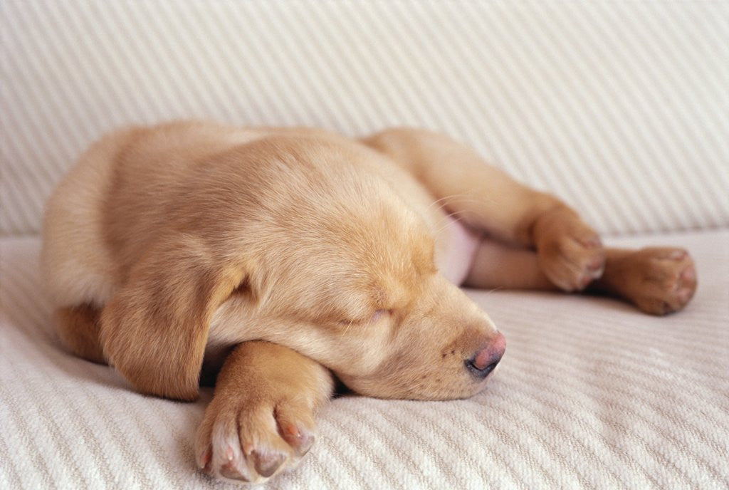 Detail of Sleeping Labrador Puppy by Anonymous