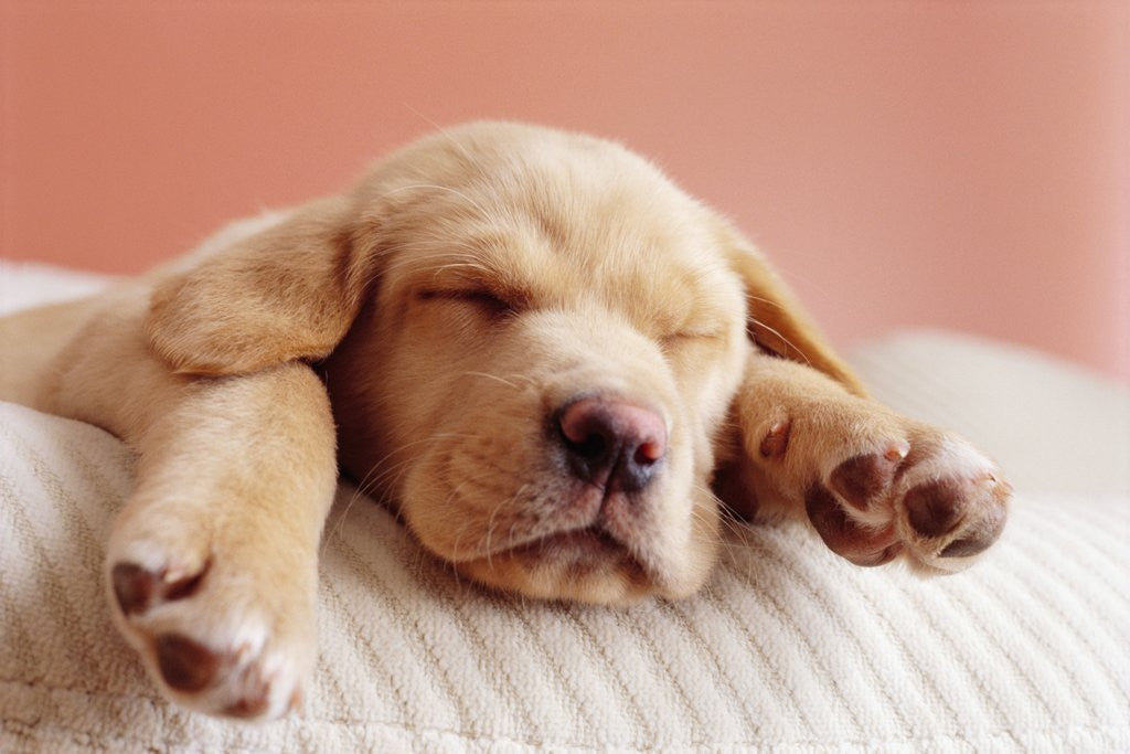 Detail of Sleeping Labrador Puppy by Anonymous
