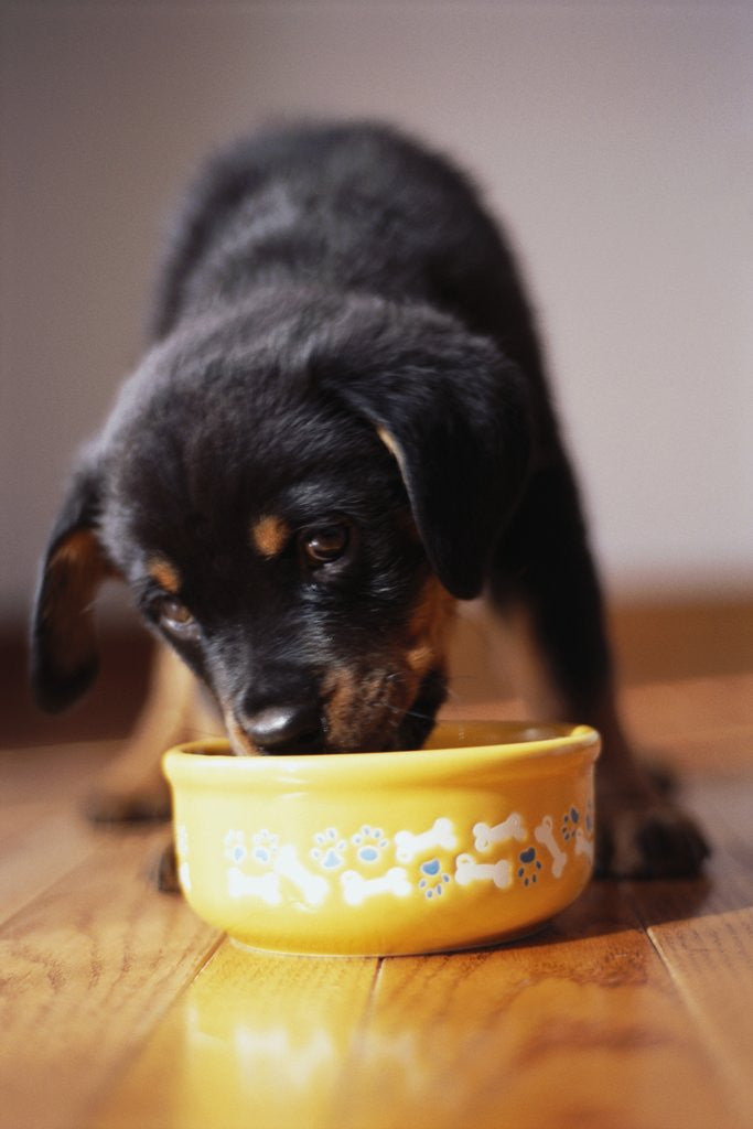 Detail of Puppy Eating from Bowl by Corbis