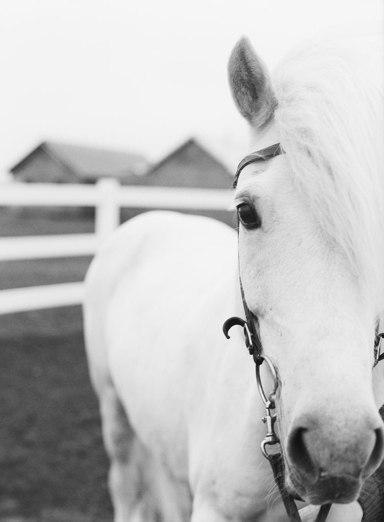 Detail of Horse Wearing Bridle by Anonymous