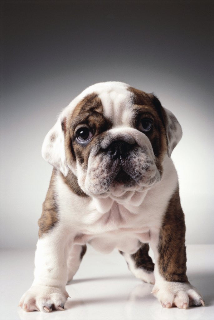 Detail of English Bulldog Puppy by Anonymous