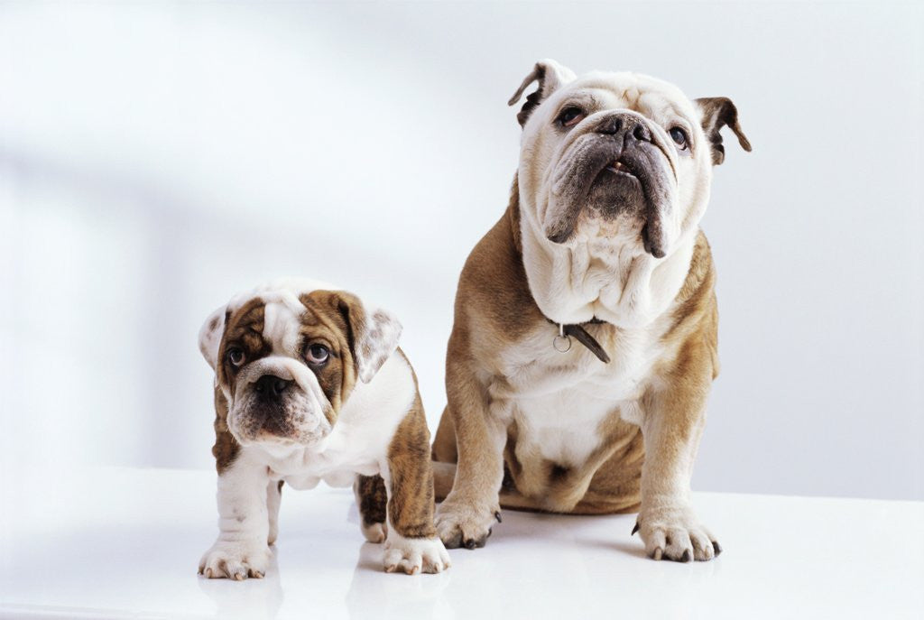 Detail of English Bulldog with Puppy by Anonymous
