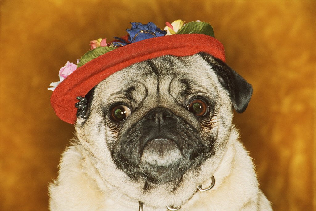 Detail of Pug Wearing Floral Hat by Corbis