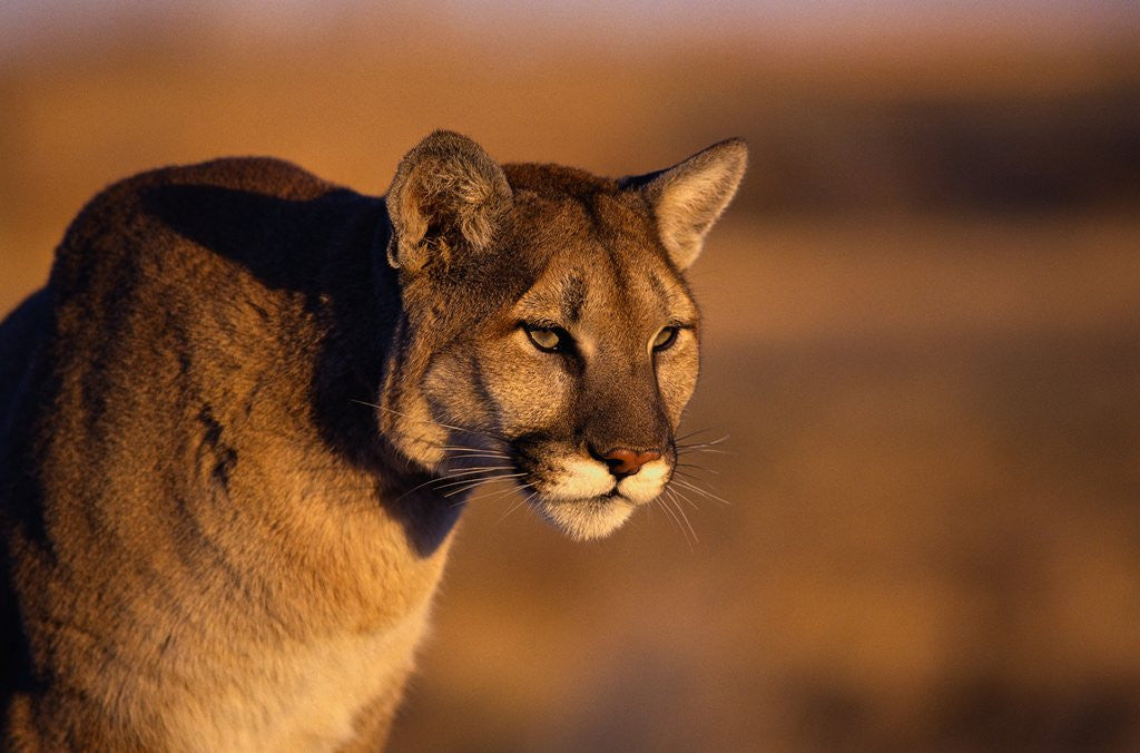 Detail of Mountain Lion by Anonymous