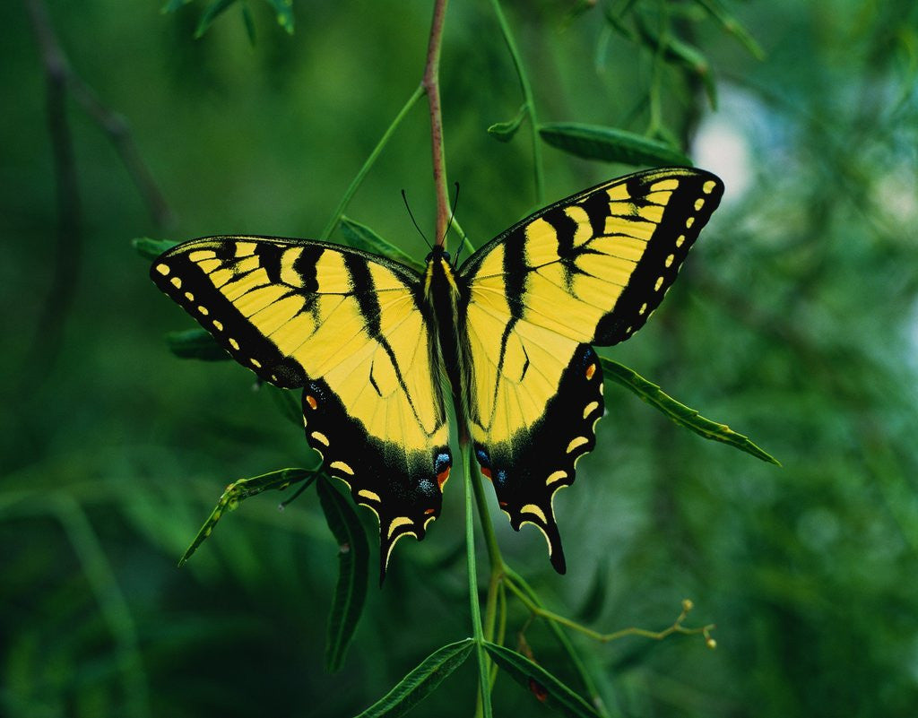 Detail of Tiger Swallowtail Butterfly by Anonymous