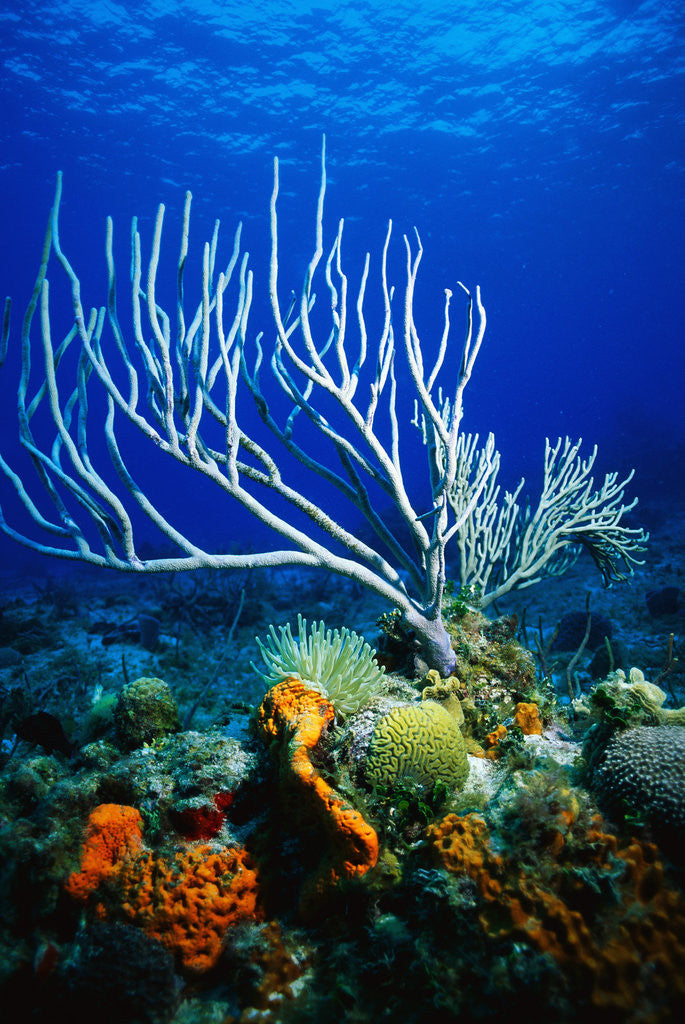 Detail of Corals, Sponges, Sea Anemones, and Sea Fans by Corbis