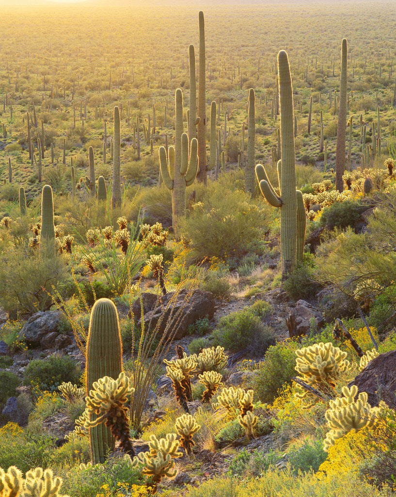 Detail of Desert Plants in Sonoran Desert by Corbis