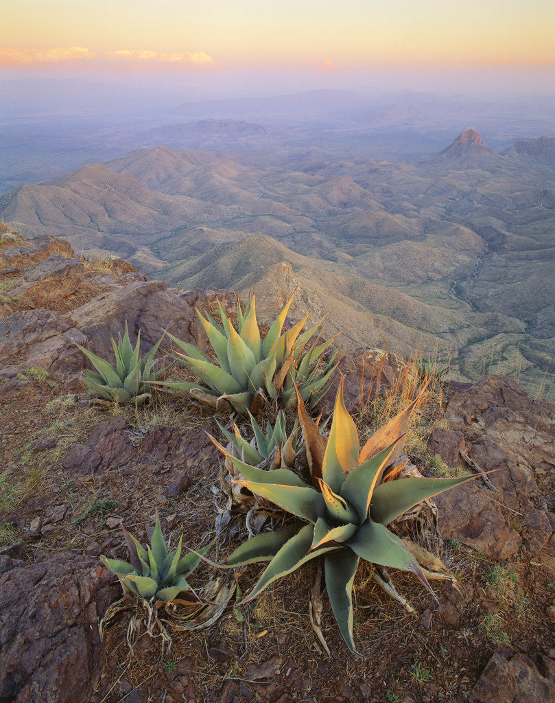Detail of Agaves Growing in Chisos Mountains by Anonymous