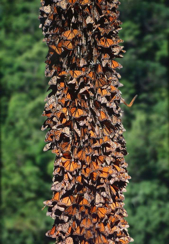 Detail of Monarch Butterflies by Corbis