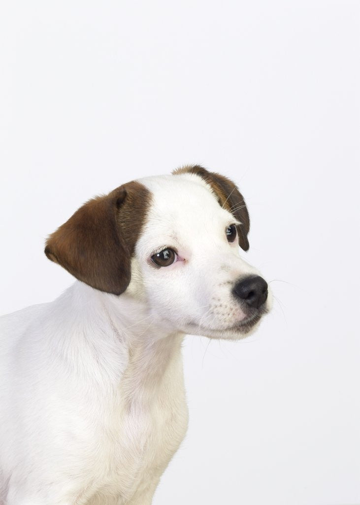 Detail of Curious Jack Russell Terrier Puppy by Anonymous