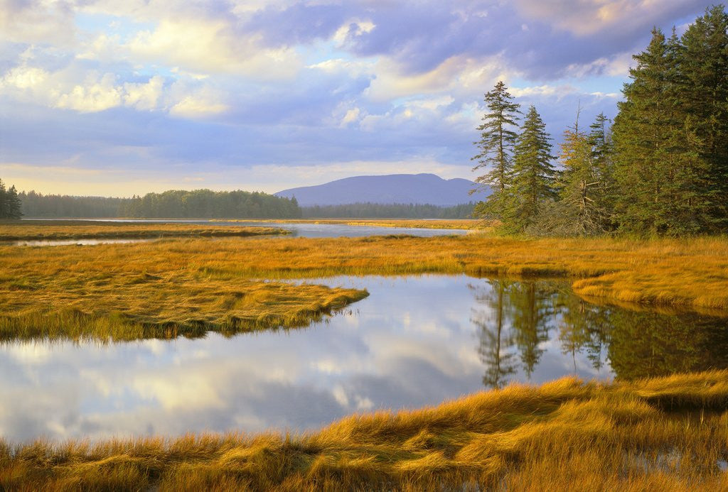 Detail of Bass Harbor Marsh and Western Mountain by Anonymous