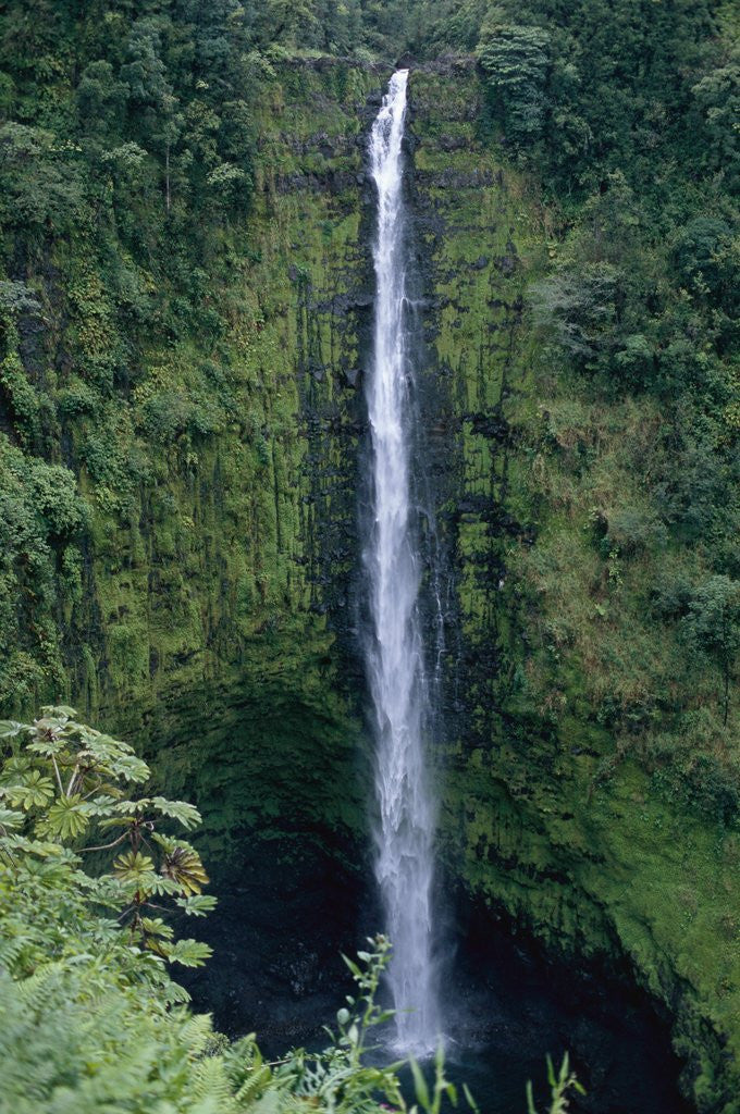 Detail of Akaka Falls by Anonymous