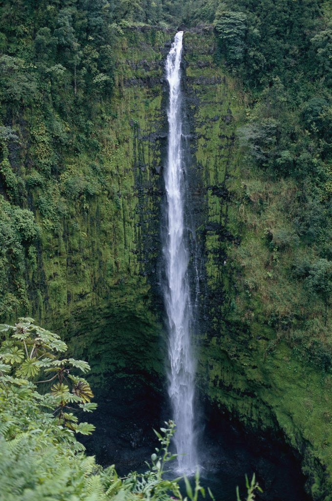 Detail of Akaka Falls by Corbis