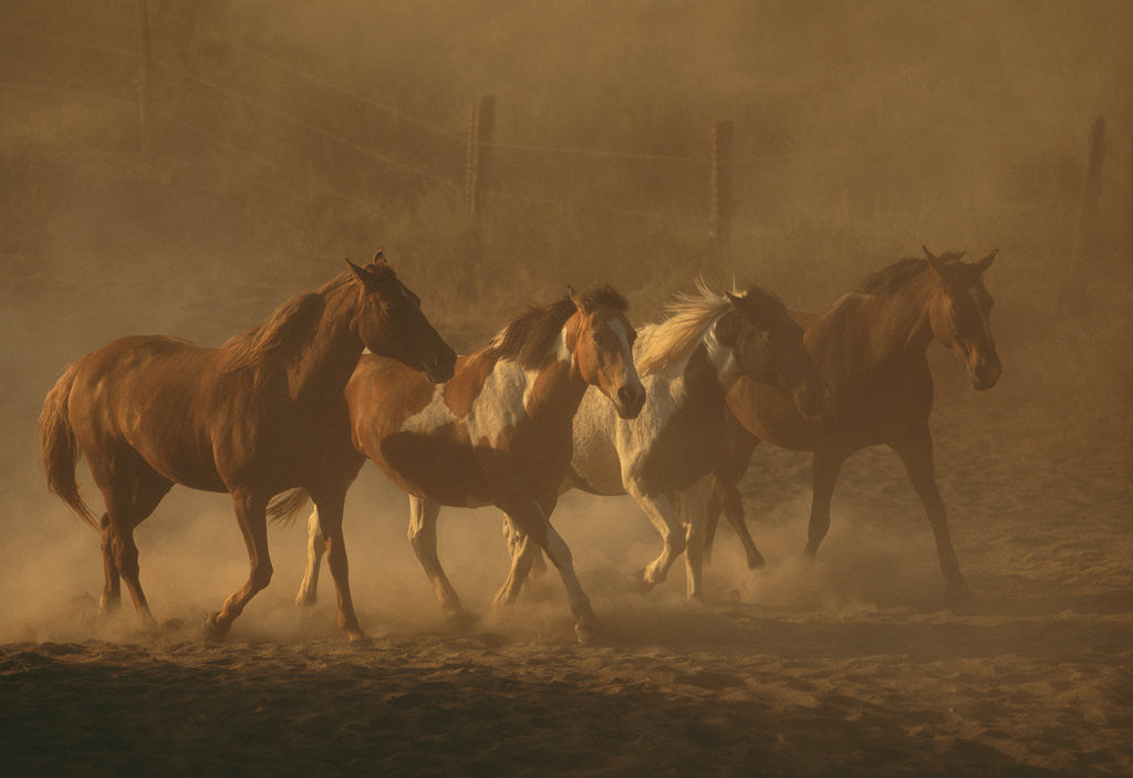 Detail of Herd of Horses by Corbis