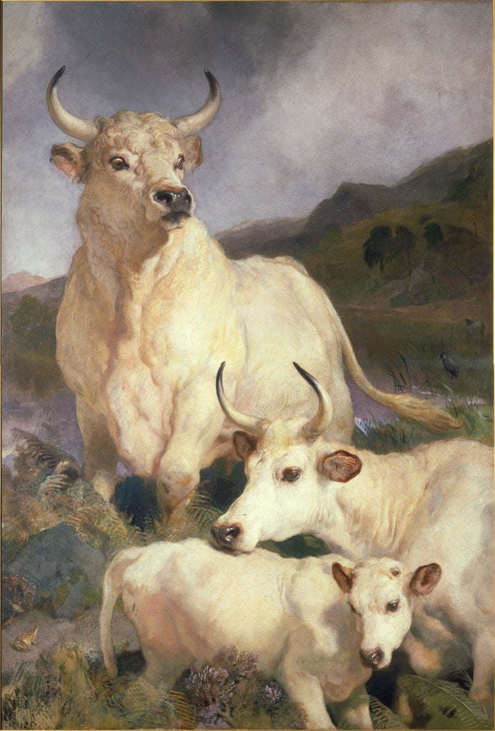 Detail of Wild Cattle of Chillingham by Sir Edwin Henry Landseer