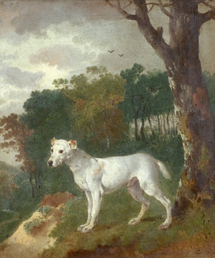 Detail of Bumper, a Bull Terrier, 1745 by Thomas Gainsborough