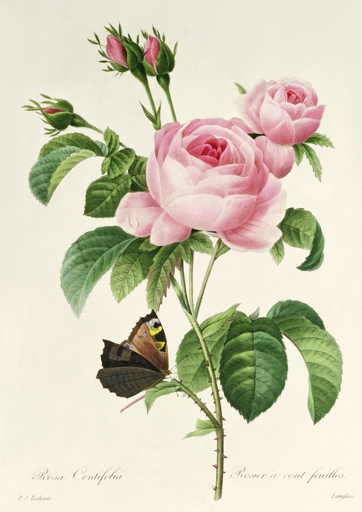 Detail of Rosa Centifolia by Pierre-Joseph Redouté