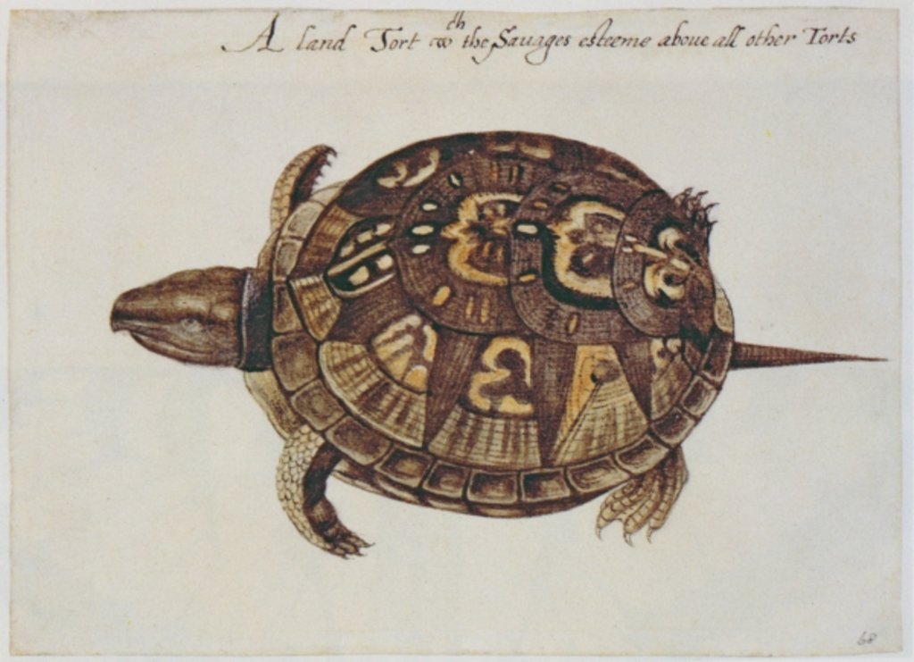 Detail of Common Box Tortoise by John White