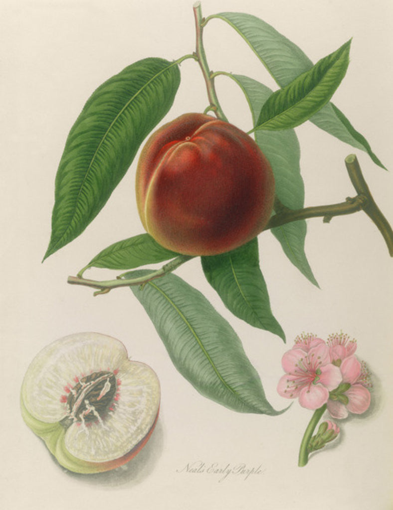 Detail of Nectarine: Neals Early Purple by William Hooker