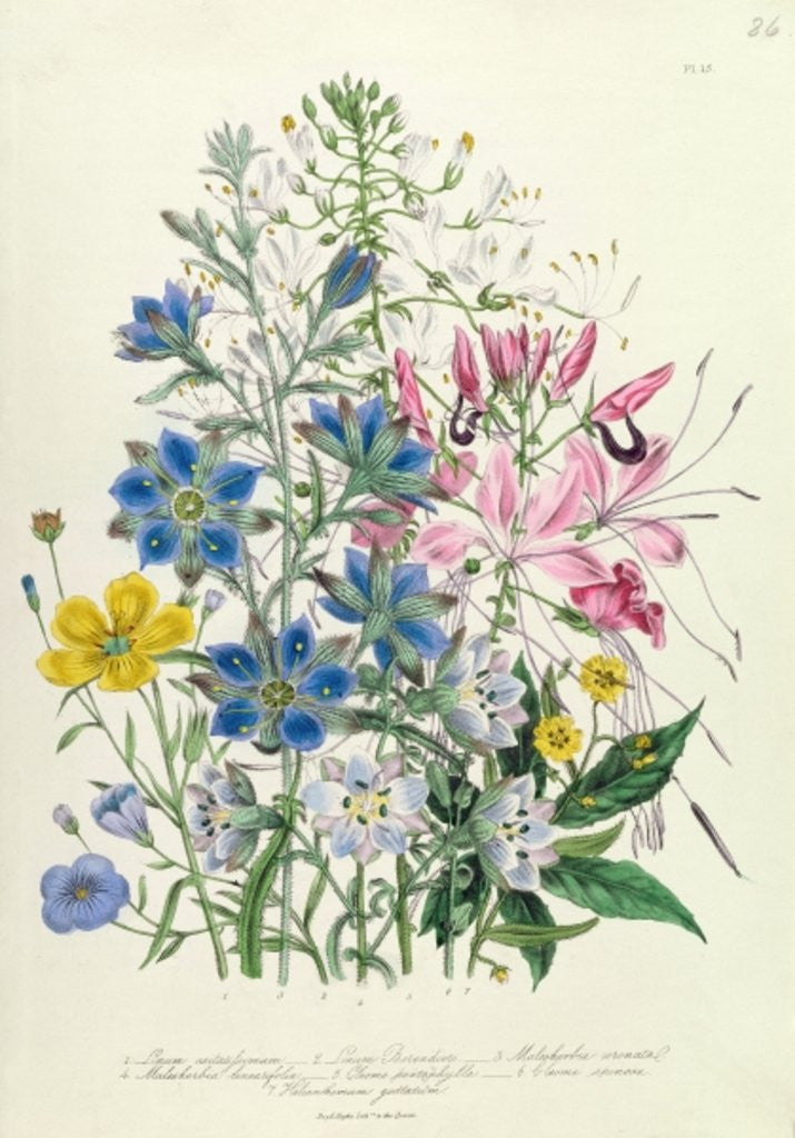 Detail of Cornflower by Jane Loudon