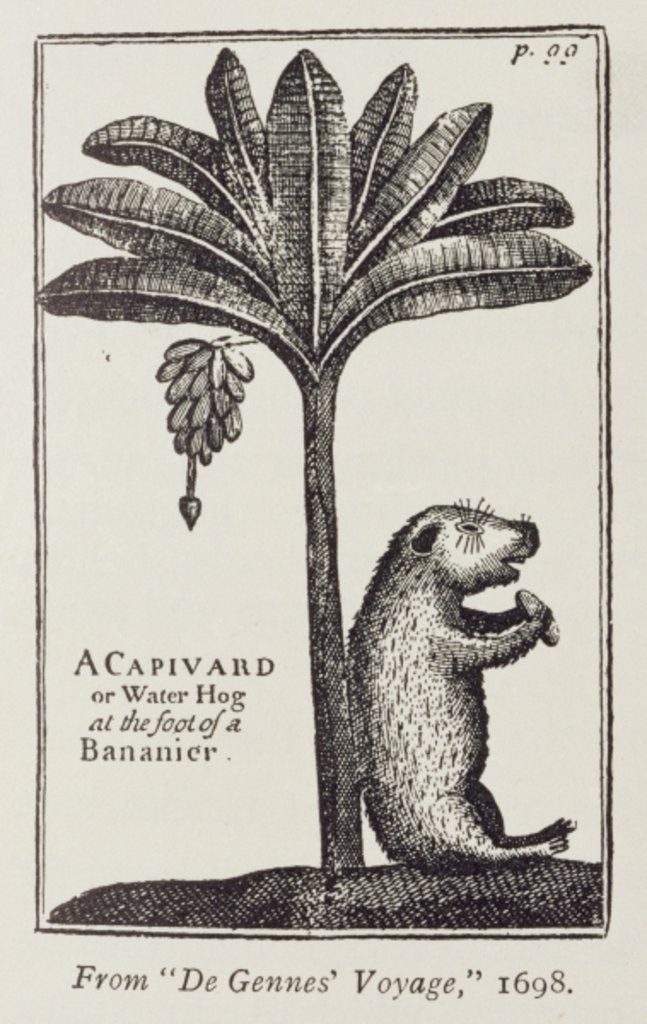 Detail of A Capivard or Water Hog at the Foot of a Bananier by (after) American School