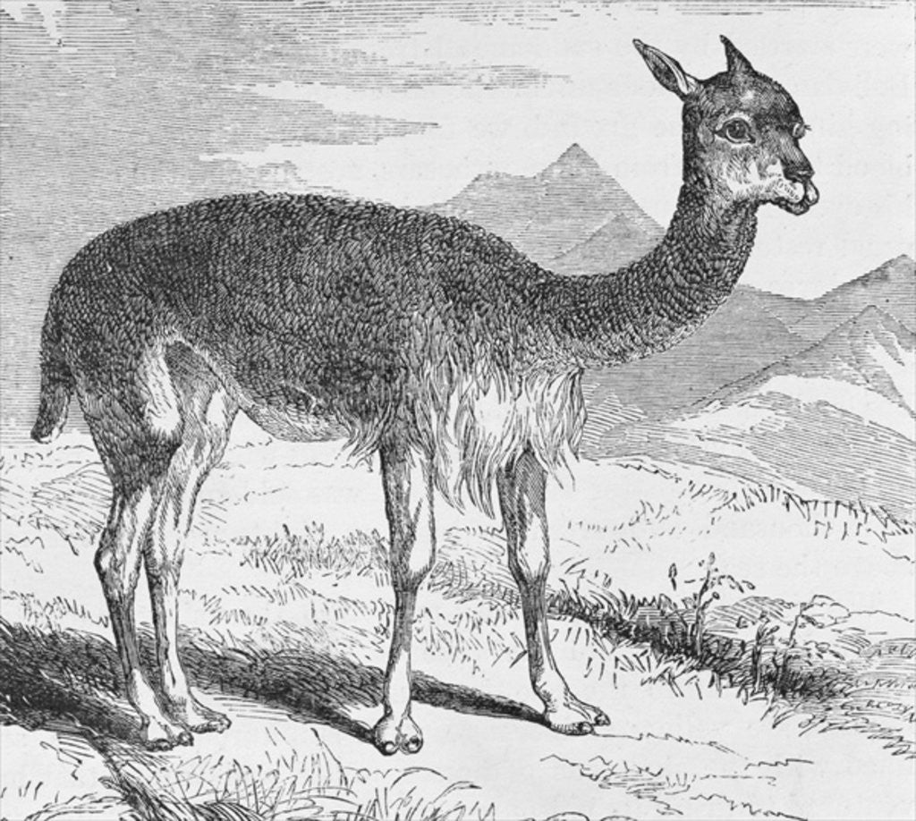 Detail of The Vicuna at the Rio de Azufre by English School