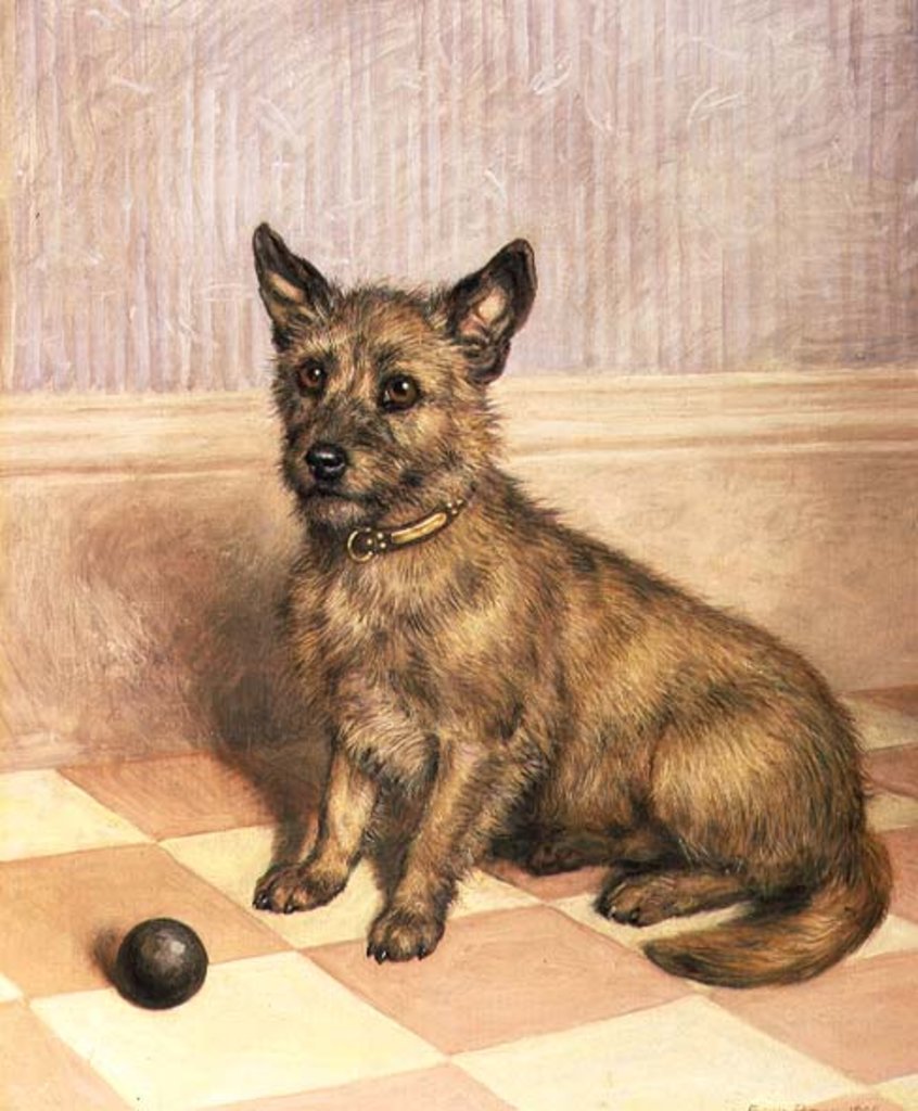 Detail of Waiting to Play, a Cairn terrier with a ball by Frank Paton