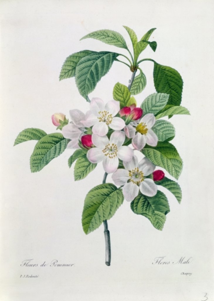 Detail of Apple Blossom by Pierre Joseph Redoute