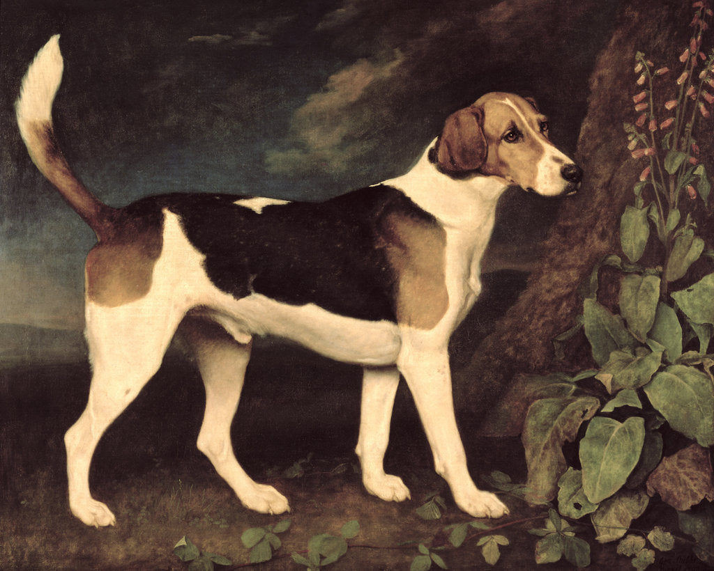 Detail of Ringwood, a Brocklesby Foxhound, 1792 by George Stubbs