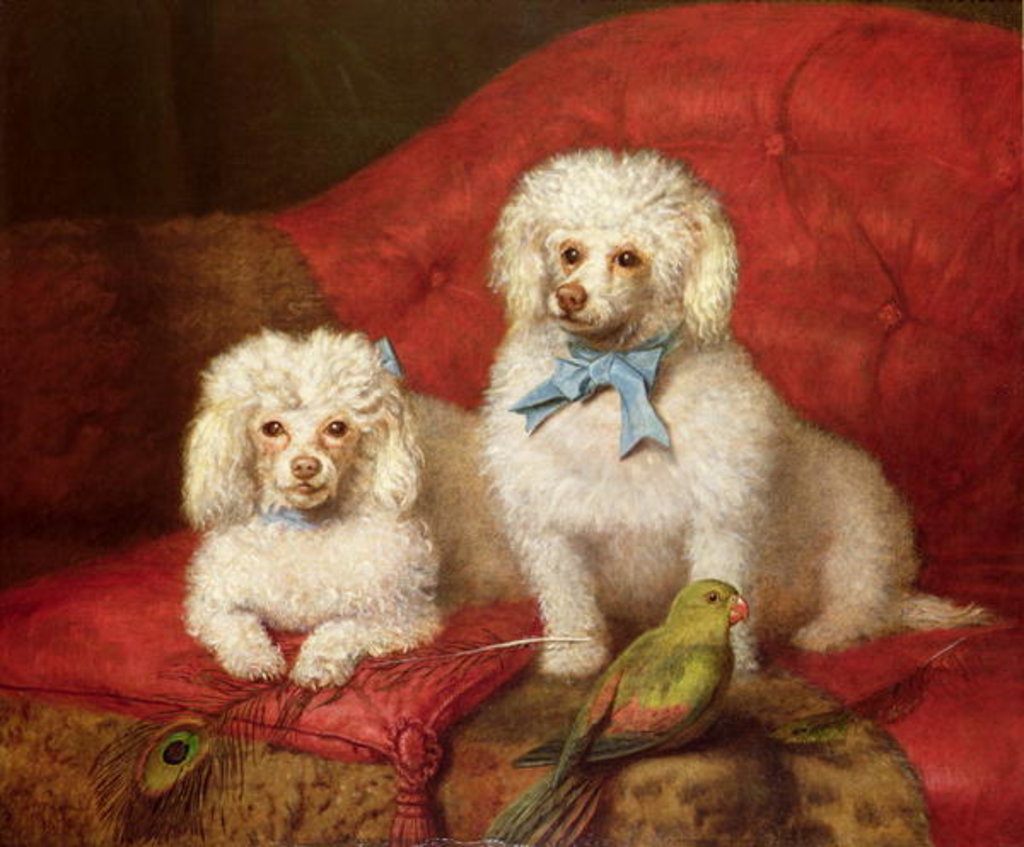 Detail of A Pair of Poodles by English School