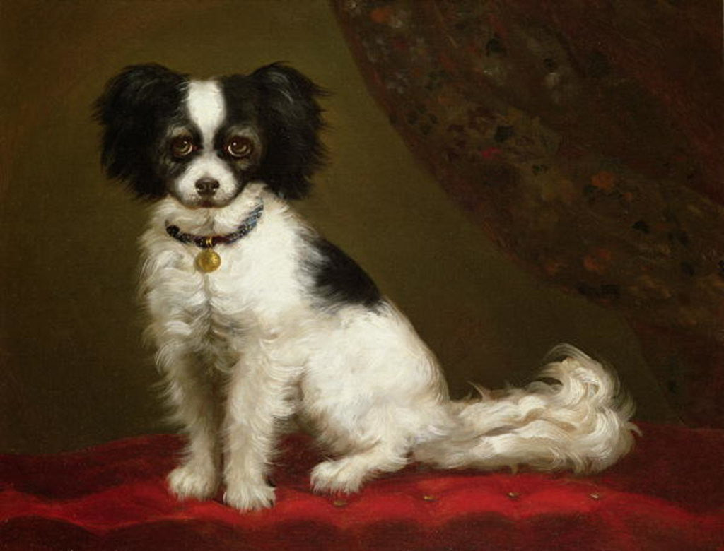 Detail of Portrait of a Spaniel by Anonymous