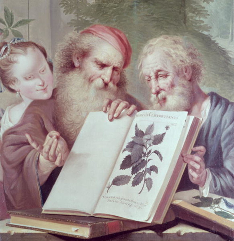 Detail of Illustration from Hortus Cliffortianus, by Carl Linnaeus published Amsterdam 1737-38 by Anonymous