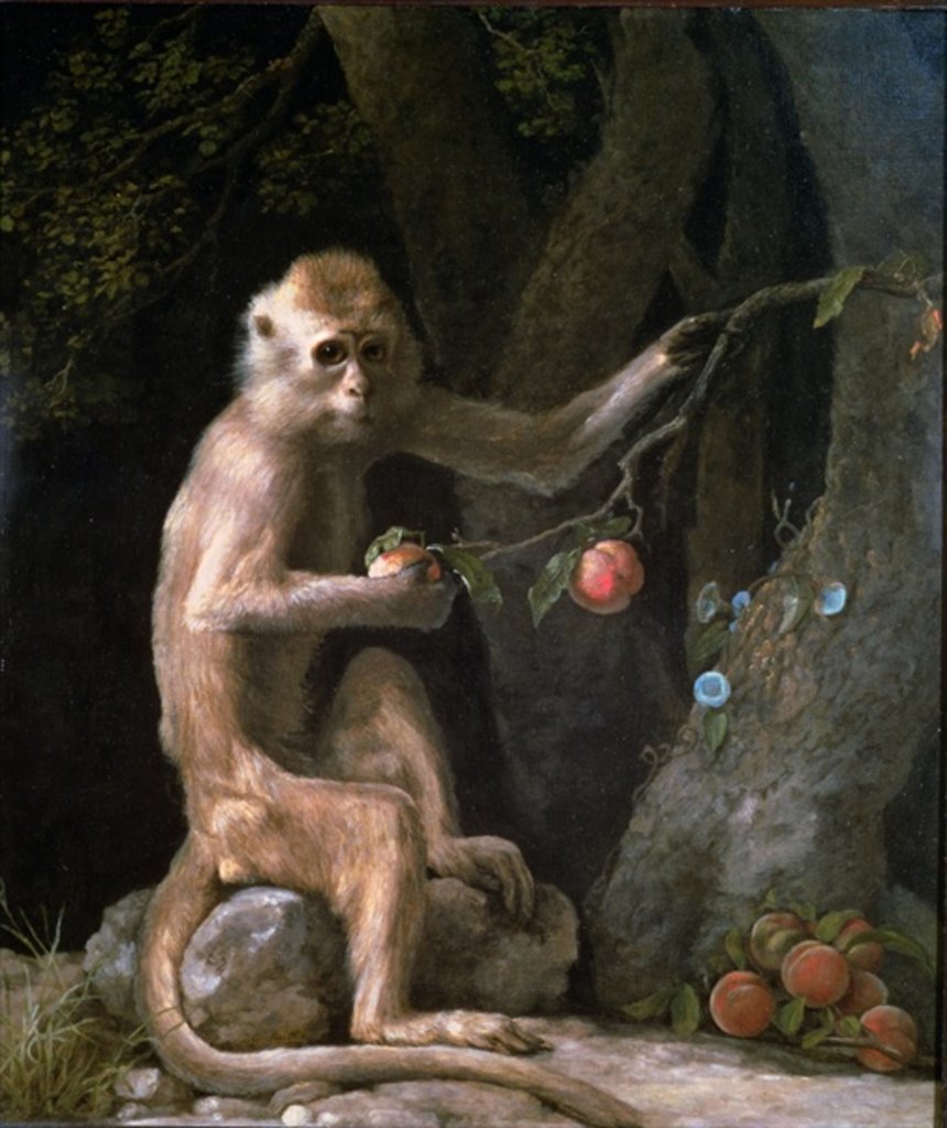 Detail of Portrait of a Monkey dated 1774 by George Stubbs