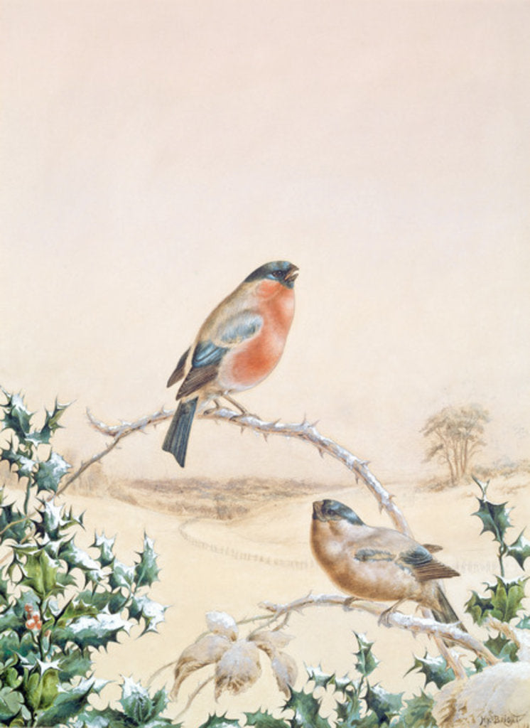 Detail of Winter scene with Chaffinch and Holly by Henry Bright