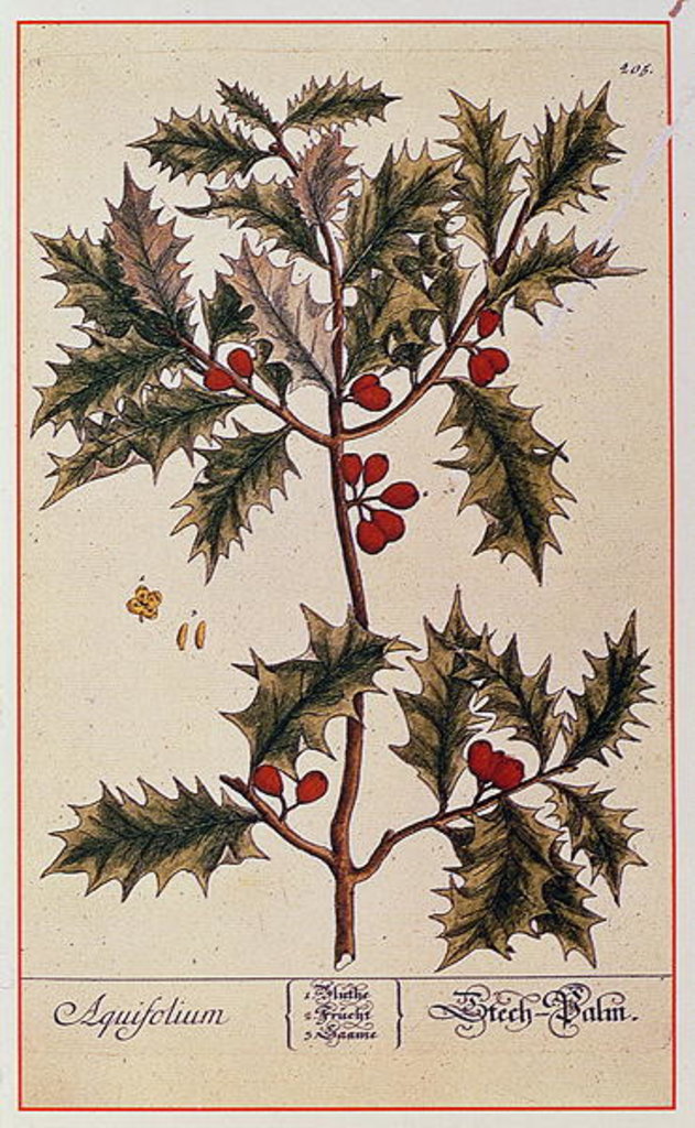 Detail of Holly from 'A Curious Herbal', 1782 by Elizabeth Blackwell