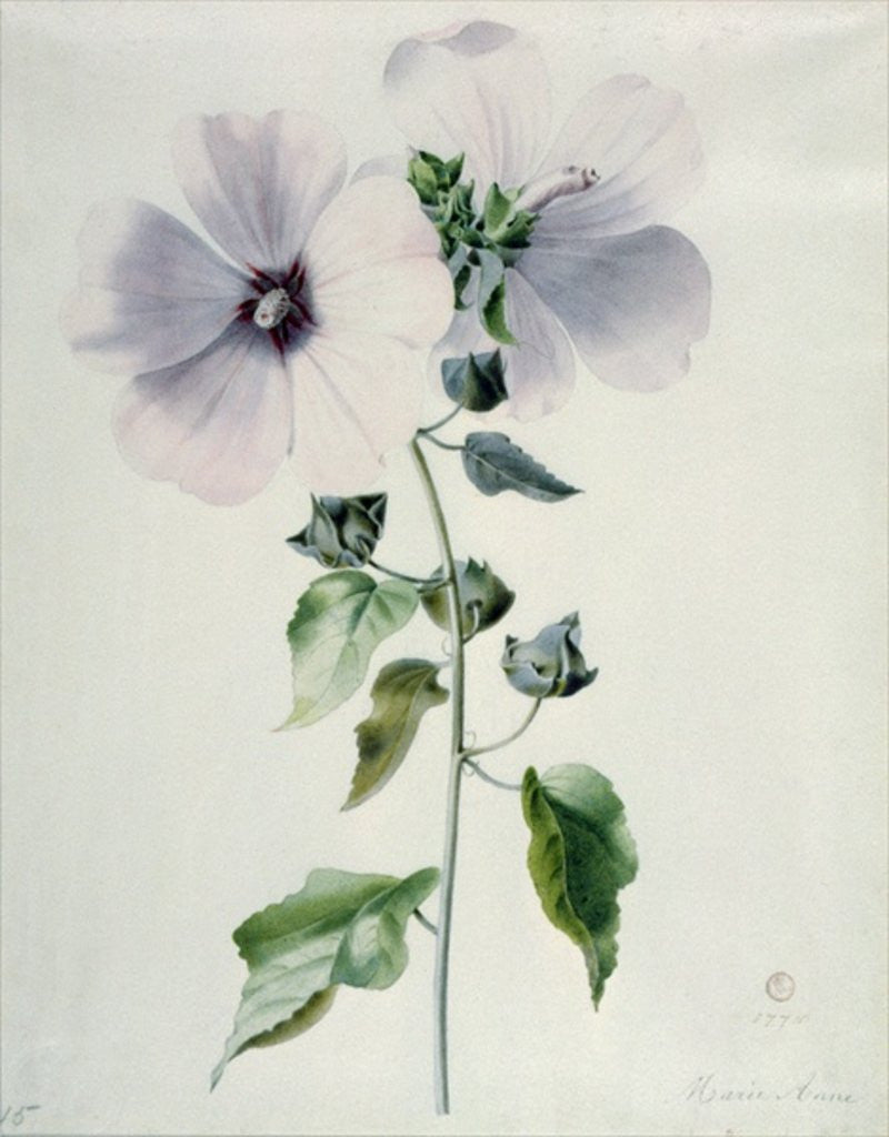 Detail of Musk Mallow by Marie-Anne