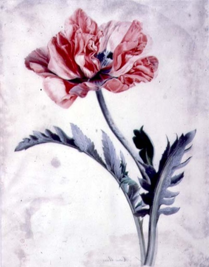 Detail of Flower Pieces, Oriental Poppy by Marie-Anne