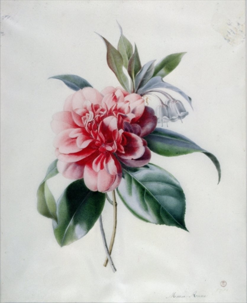 Detail of Camellia by Marie-Anne