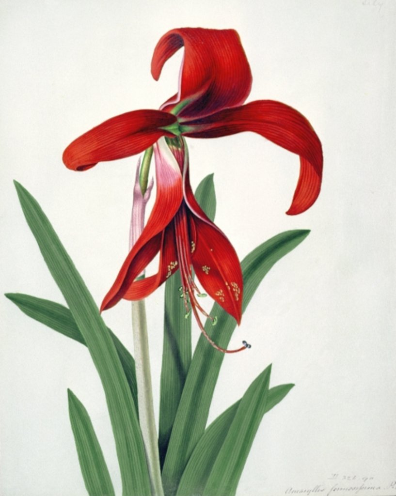 Detail of Flower Study by Peter Brown
