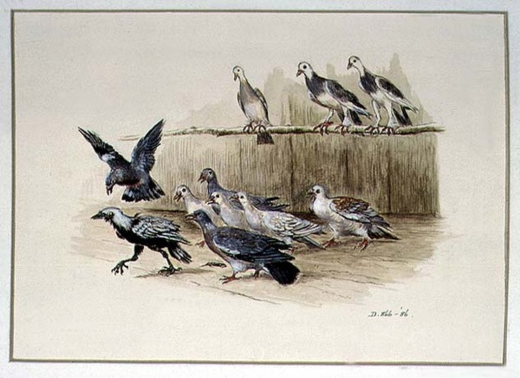 Detail of The Jackdaw and the Doves by Randolph Caldecott